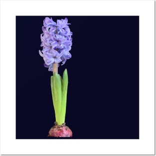 Hyacinth Posters and Art